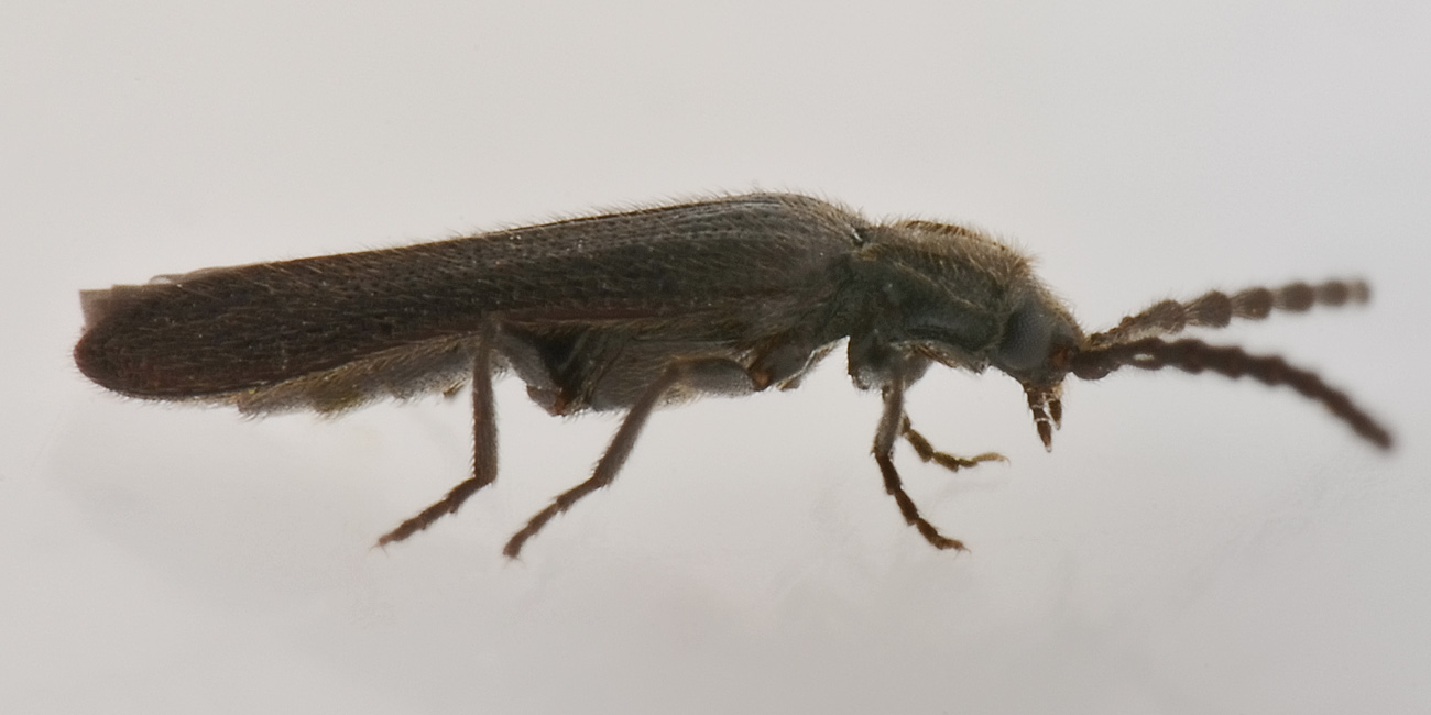 Omalisidae:  Phaeopterus unicolor